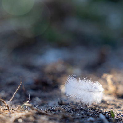 stilleven van wit veertje in de voorjaarszon wat op de aarde ligt met wat takjes en onscherpe bokeh achtergrond grijs en groen tinten fotografie foto verwonder locatie Gotland
